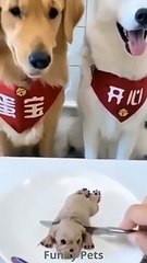 Compilation of Dogs Funny Videos try not to laugh 2021