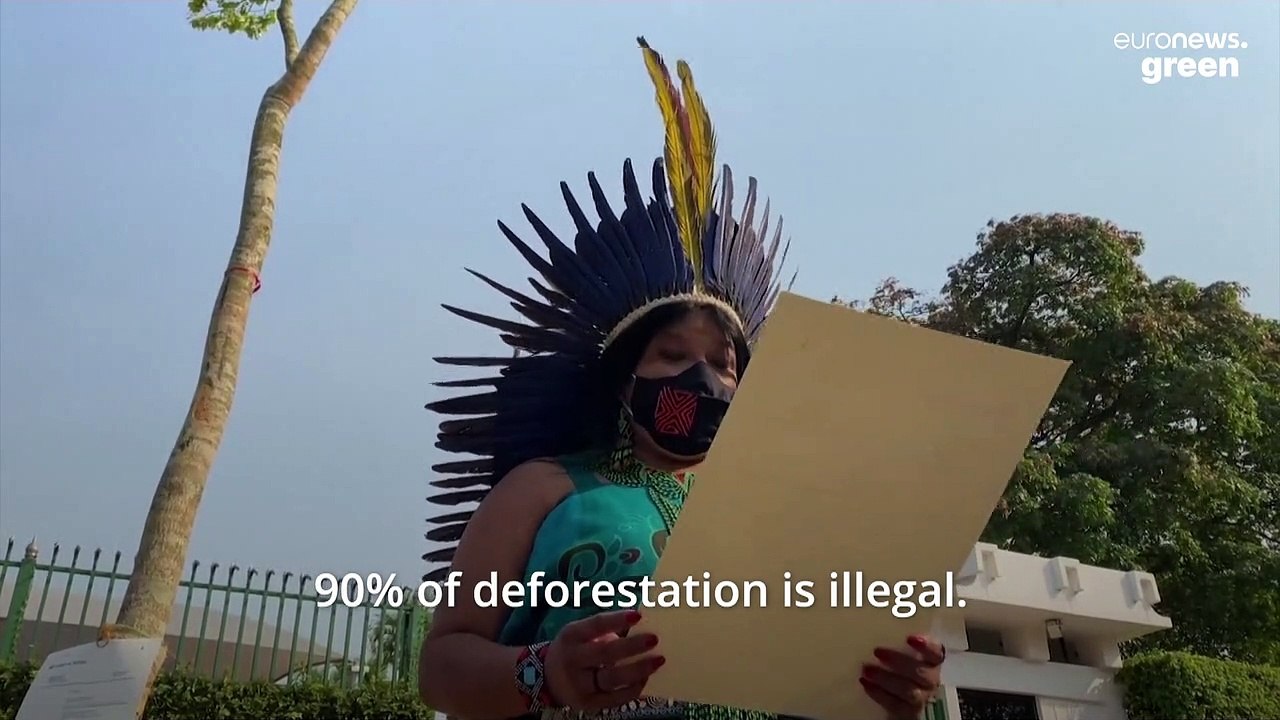 Why does this tree need refugee status?