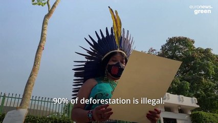 Why does this tree need refugee status?