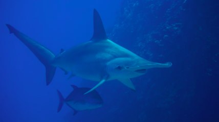 Tiburón martillo en la Isla del coco