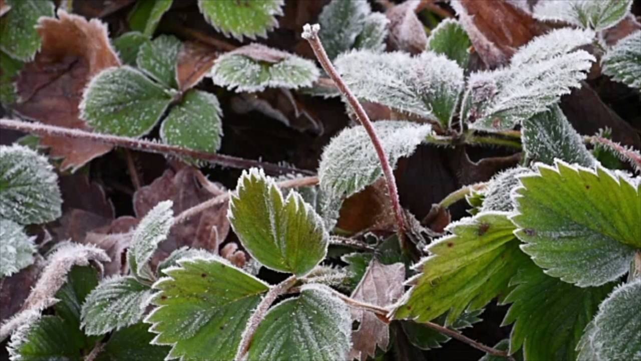 Does Covering Your Plants Before a Deep Freeze Really Help?