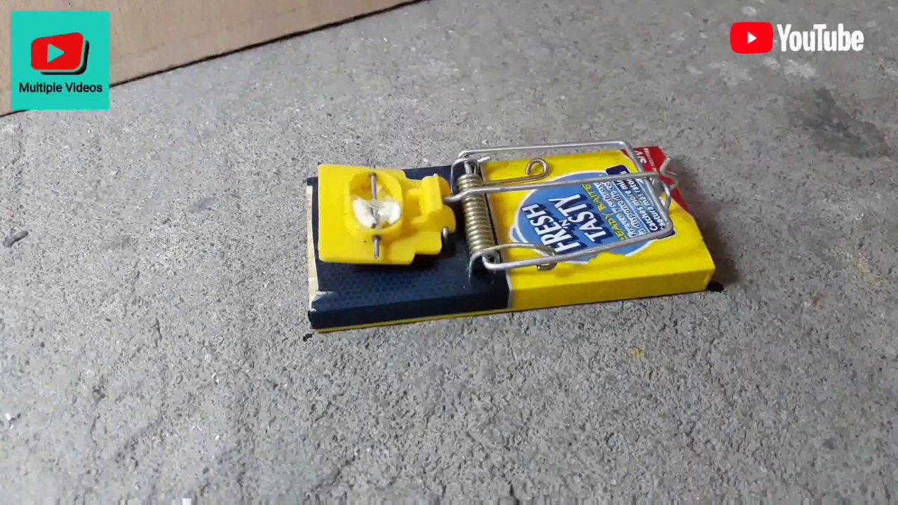 Trampa para ratones - un pequeño travieso ratón - míralo como cae