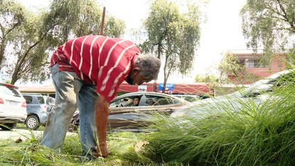 Señor de 80 años chapea Circunvalación