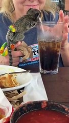 Monkey See, Monkey Do