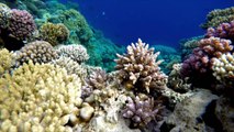Fighting to Save Coral Reef in One of the World's Most Beautiful Beach Destinations: 'Let's Go Together' Season 2, Episode 21