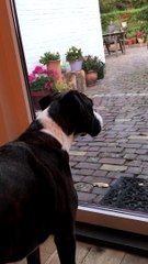 Boxer Sings Along With Sirens