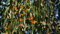 This Little California Beach Town Is the Best Place to See the Great Monarch Butterfly Mig