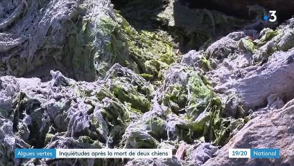 Algues vertes en Bretagne : vive inquiétude après la mort de deux chiens