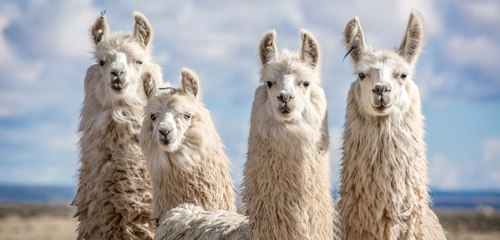 Experimental COVID Treatment Derived From Llamas Shows Promise