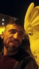 kakadu papağanı. canavar bulut