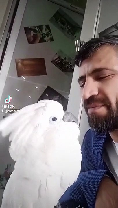 ejderha bulut canavar