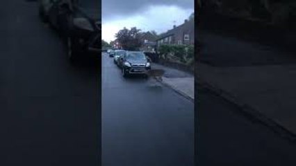 Suburban Deer Herd Hops Between Houses