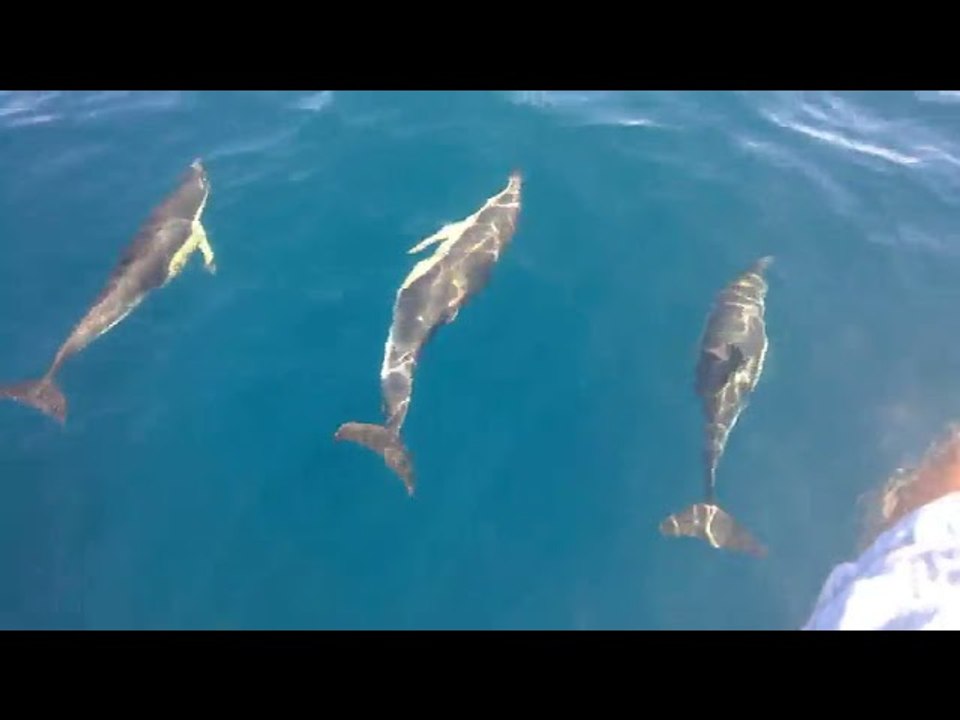 Dolphins Playfully Swim Next to Person on Boat