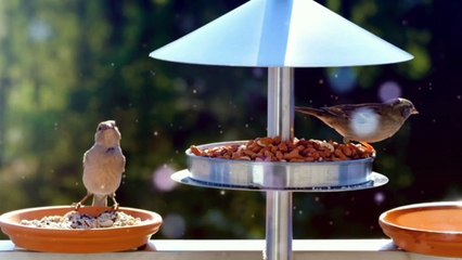 Relaxing & Healing Meditation Music 🎶