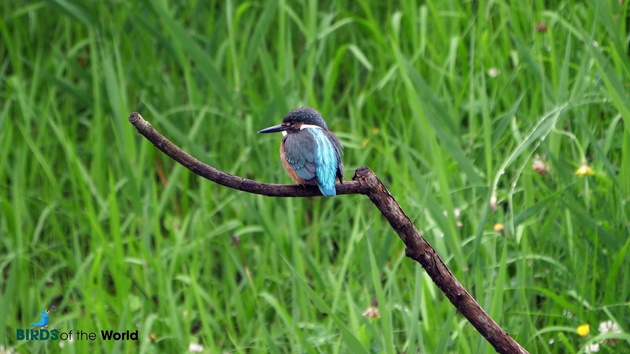 Facts about the Kingfisher