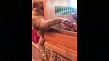 Cute and funniest cat and Dog_This funniest Video Will Make You Smile and forget your Sorrow