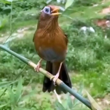 Beutiful Singing bird /suara burung sangat merdu#shorts