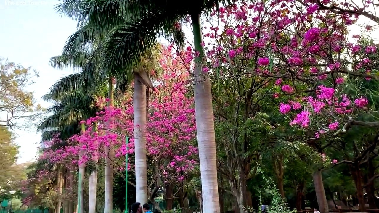 cubbon 2