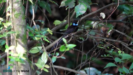 Japanese Paradise Flycatcher (Terpsiphone atrocaudata)