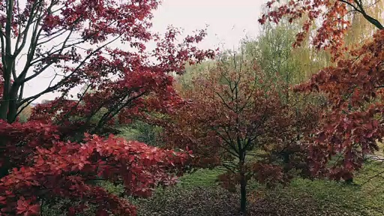 Autumn Forest Landscape
