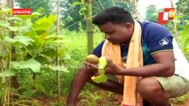 Special Story | Indian Army Jawan Turns Farmer At Home - OTV Special Report