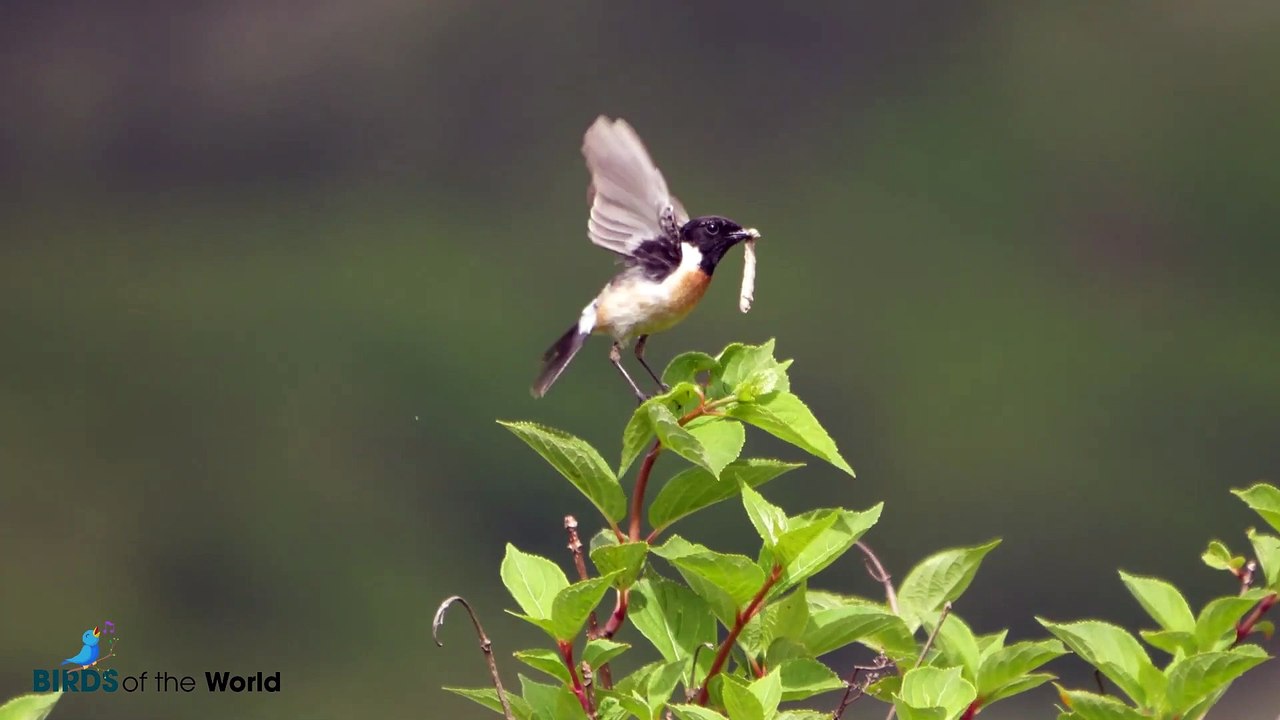Stonechat Bird (Saxicola Rubicola)