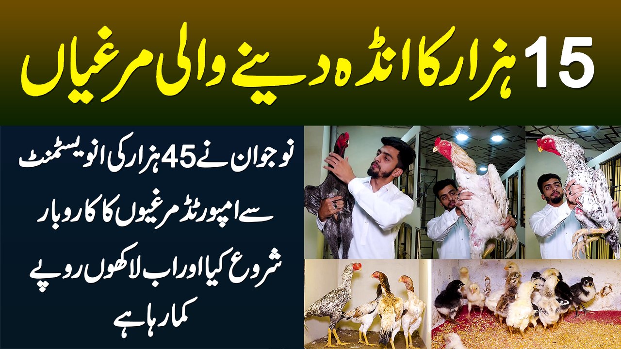 15 Hazar Ka Anda Dene Wali Murghian - 45000 Ki Investment Se Imported Hen Ka Business, Lakhon Profit