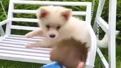 Baby monkey Bon Bon plays swing with puppy and swims with rainbow balloons