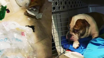 'Guilty bulldog tries to avoid eye contact with owner after thrashing the house in her absence '