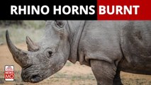 Assam government burnt rhino horns to send a message to poachers
