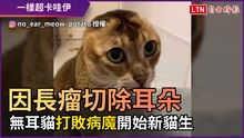 因長瘤「切除耳朵」 無耳貓不放棄 打敗病魔開始新貓生