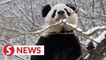 History of giant panda protection in China