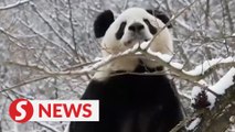 History of giant panda protection in China