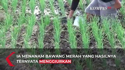Sukses Bertani Karena Pandemi