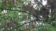 Son dakika haber | (ÖZEL)Sokak köpeklerinin kovaladığı kedi tırmandığı ağaçta mahur kaldıKediyi itfaiye ekipleri kurtardı