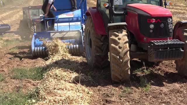 BİTLİS'TE KURU FASULYE HASADI BAŞLADI; 40 BİN TON ÜRÜN BEKLENİYOR