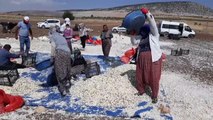 GAZİANTEP - Tescilli Araban sarımsağında ekime başlandı