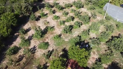 İnhisar'da üretilen incirler büyükşehirlerde tezgahları süslüyor