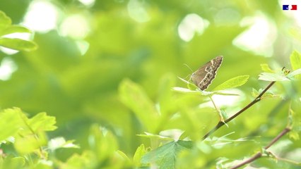 Papillons menacés - Tout savoir sur la Bacchante