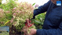 Entretenir les hortensias