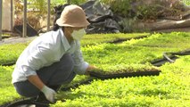 [녹색] 부농 꿈 이루는 '강소농'...농가소득 쑥쑥↑ / YTN