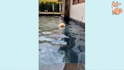 angry-funny-dogs--angry-pet-videos-