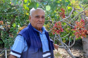 "Olmaz" diyenlere aldırmadı, Eskişehir'de Antep fıstığı yetiştirdi