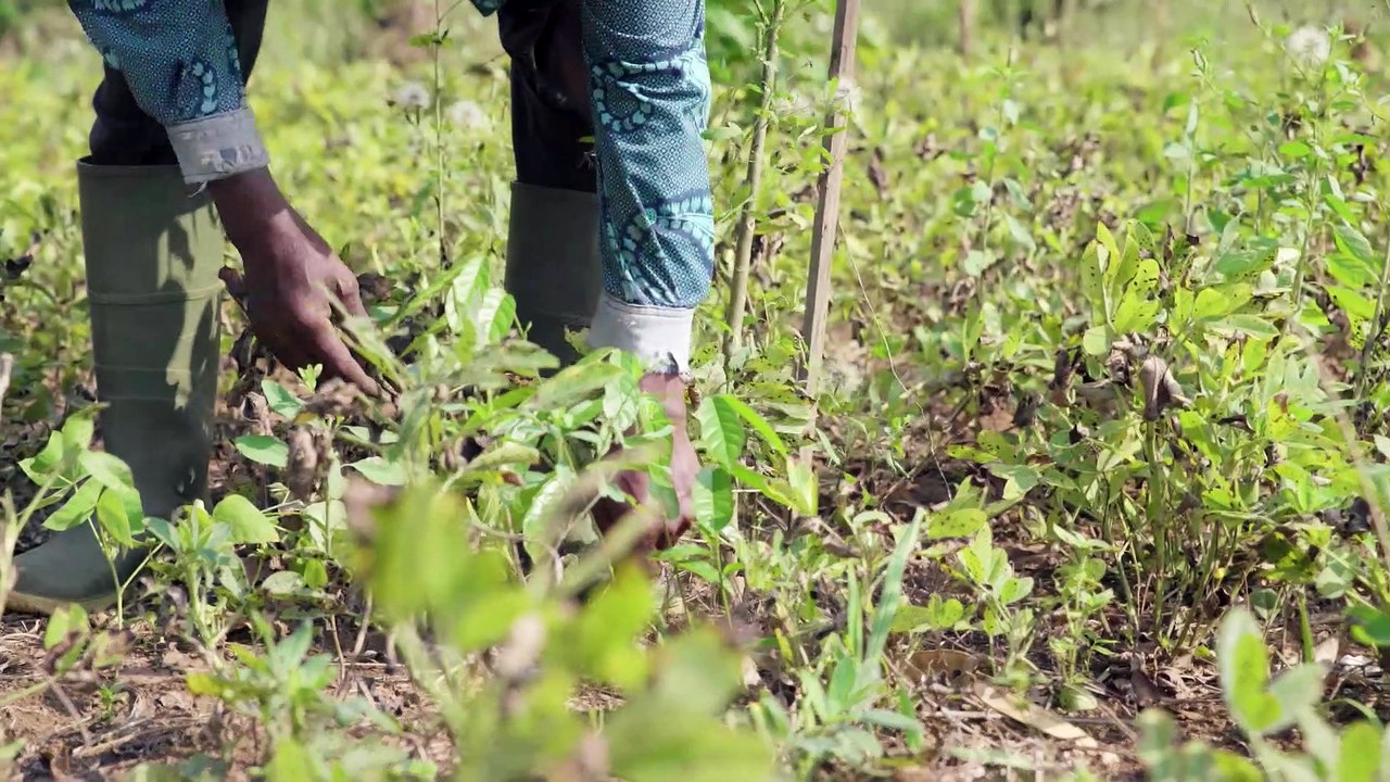 AGROFORESTERIE_CI_SODEFOR_DEF
