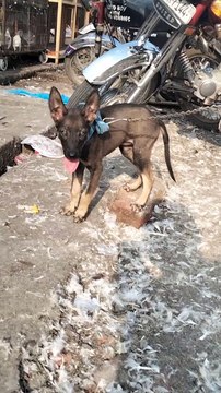 Cute Black Dog Puppies | Puppies Cute Video