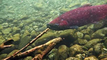 Salmon Chinook Red