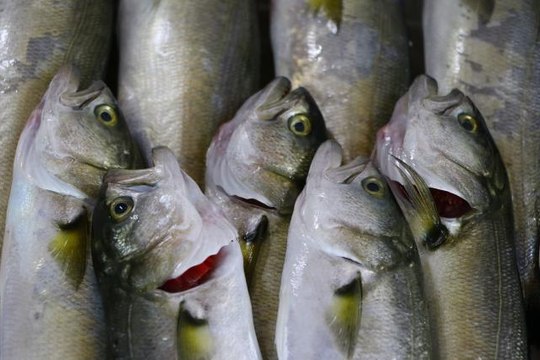 Marmara'da ağlara takılmaya başlayan lüfer balıkçıları sevindirdi