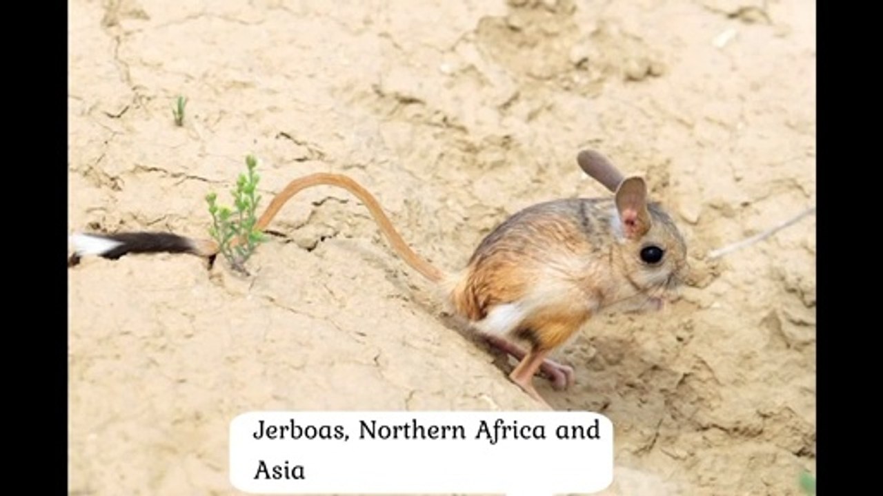 Cute animals  #zooanimals #animalsforkids #animalplanet