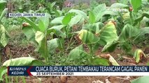 Akibat Curah Hujan Tinggi Petani Tembakau Di Kediri Terancam Gagal Panen