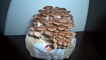 'Dazzling timelapse shows the growth of Brown Oyster Mushrooms over 3.5 days '